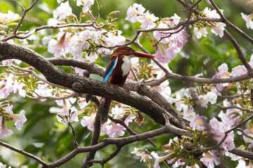 Obraz premium The white-throated kingfisher also known as the white-breasted kingfisher or Smyrna kingfisher, is a tree kingfisher, widely distributed in Asia from Turkey east through the Indian subcontinent to the