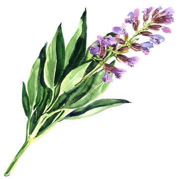 spring purple sage flower or blue salvia isolated, watercolor illustration on white