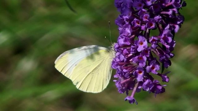 Ein Großer Kohlweißling auf den Blüten eines Schmetterlingflieders (Nahaufnahme)