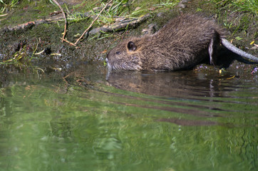 Nutria