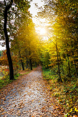 Obraz premium Pathway through the autumn forest with sunbeams