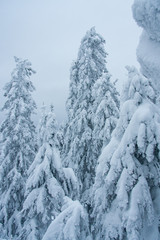 fairytale winter forest