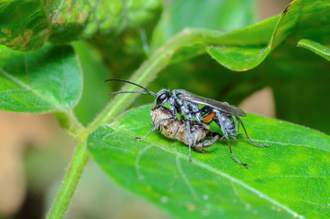 Cuckoo wasps or emerald wasps, beautiful bee was eating a spider.