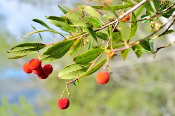 Früchte - Erdbeerbaum