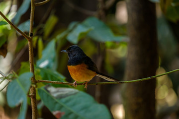 Bird on branch.