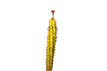 Red and brooming flower and spike of cactus isolated on white