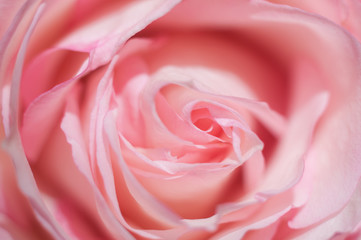 Fototapeta na wymiar Macro photo of sweet pink rose. Soft image, selective focus. Romantic background.