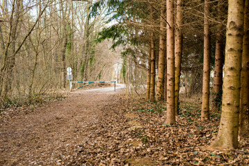 Waldweg mit Schranken und Fichten