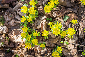 Winterling - Eranthis hyemalis - Frühjahrsblüher mit gelben Blüten