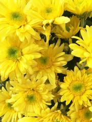 Fototapeta premium chrysanthemum in the flower farm