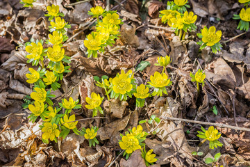 Winterling - Eranthis hyemalis - Frühjahrsblüher mit gelben Blüten