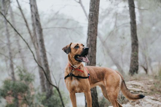 Perro en medio del bosque con niebla