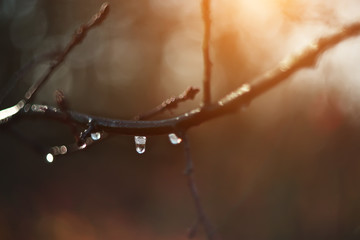 drop on a bare branch. The onset of spring, spring drops. The first rays of the sun warm. Very soft focus.
