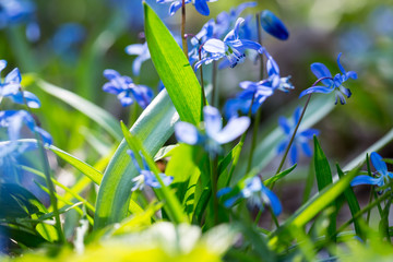 Early spring Blue Scilla (Squill) blossom background. Soft focus.