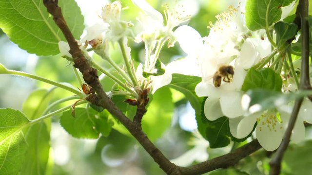  White apple blossom close up white flower blue sky background white flower slowly moving by spring breeze soft wind moving through the branches amazing beautiful fruit tree great looking in spring