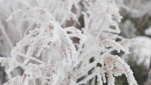 Ice crystals on frozen grass blades in winter wind