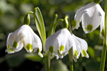 Obraz premium Blooming Snowflake in Spring