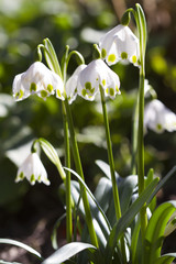 Blooming Snowflake in Spring