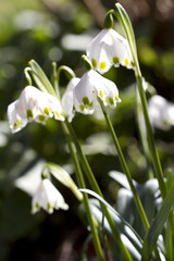 Fototapeta premium Blooming Snowflake in Spring