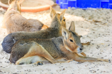 A patagonian mara, Dolichotis patagonum, resting at the ground. This relatively large rodent can be found in open and semi-open habitats in Argentina, including large parts of Patagonia