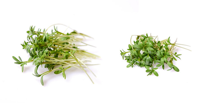 fresh green cress