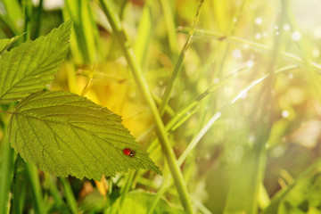 Obraz premium Spring or summer nature background with grass and flowers in the meadow