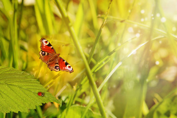 Spring or summer nature background with grass and flowers in the meadow