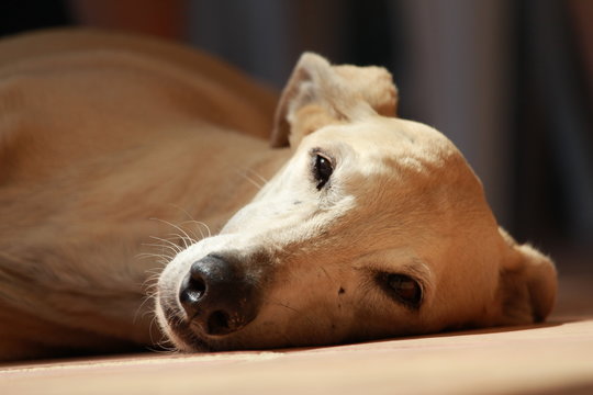 My galgo is dreaming