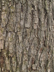 Fototapeta premium dead tree wood texture