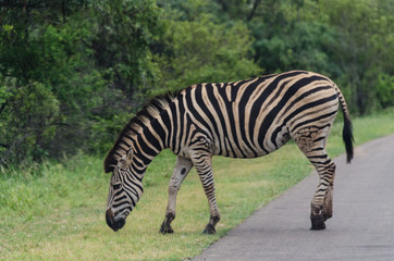 Fototapeta na wymiar Zebra in cattività
