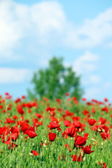 Fototapeta na wymiar poppies flower spring season landscape