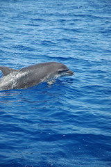 Fototapeta premium delfino