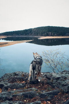 Guardian