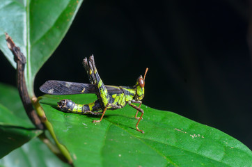 Monkey grasshopper or Erianthus versicolor Brunner, beautiful grasshopper on leaves with green background.
