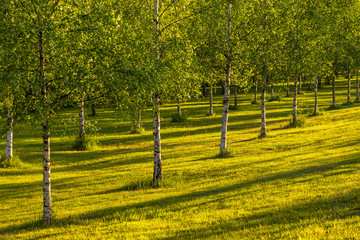 Birch trees in  Skogskyrkogarden cemetery in Stockholm during warm sunset, Sweden.