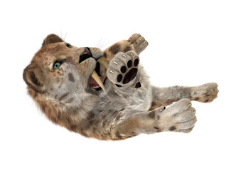 3D Rendering Sabertooth Tuger on White