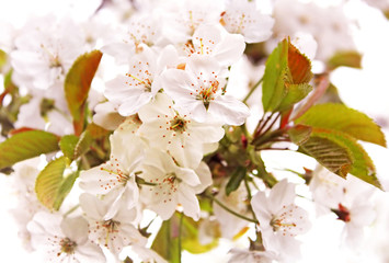 Fototapeta premium Cherry blossom