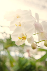 Naklejka na ściany i meble The beauty of the orchids in the garden 