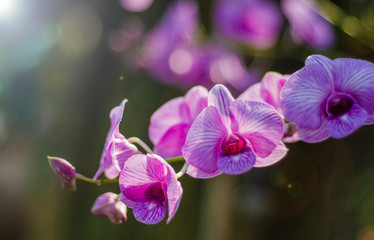 Fototapeta na wymiar The beauty of the orchids in the garden 