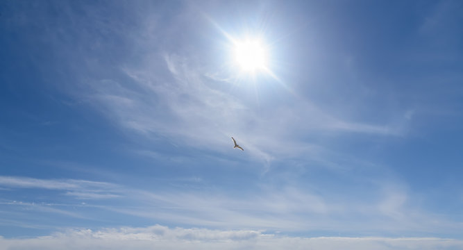 Seagull in blue sky sunlight. Heavenly Expanse