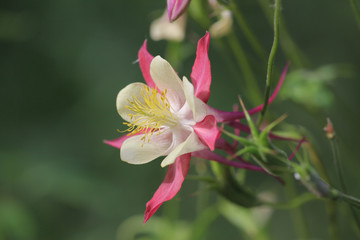 Garden flower close up at summer  day