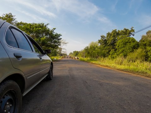 Car heading in a Rural Road passing greenery driving towards a cattle ranch in Sri Lanka