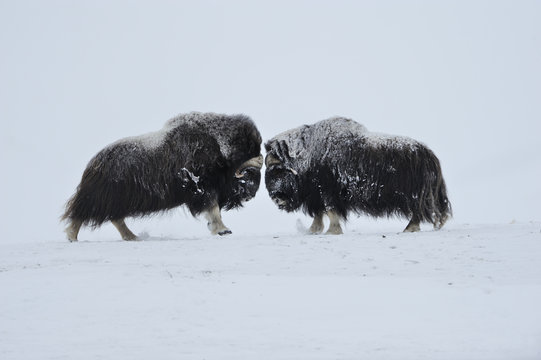 Two Muskox  standing  face to face in snow, Dovrefjell National Park