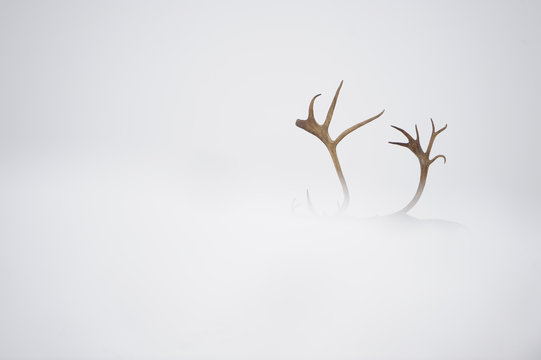 Reindeer antlers emerging out of snow, Forollhogna National Park