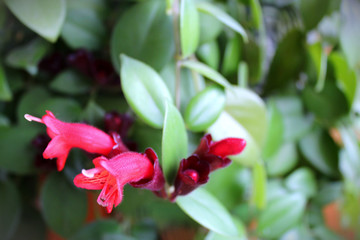 Columnea blossoming red flower with green leaves 