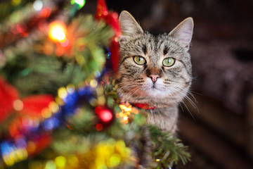 Naklejka na ściany i meble Christmas Cat