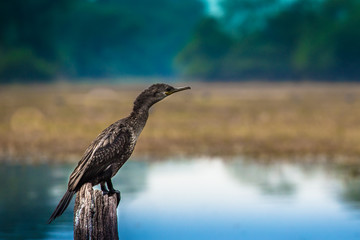 Darter bird sitting on a wooden branch near water lake in Keoladeo national park, Bharatpur, Rajasthan, India