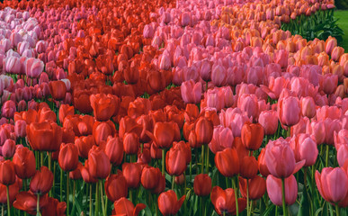 Sea of blooming tulips in dutch spring garden Keukenhof. Flowers background, wallpaper