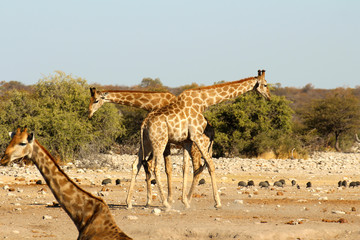2 kämpfende Giraffen