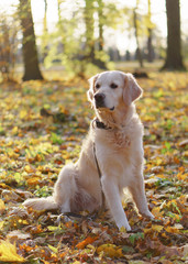 Adorable golden retriever dog sitting on a fallen yellow leaves.